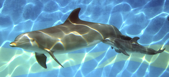 Delfines