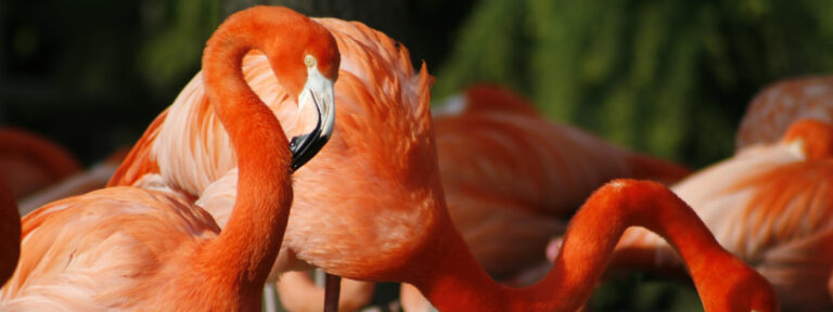 Flamencos