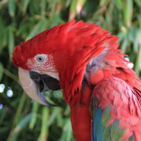 Ara à ailes vertes