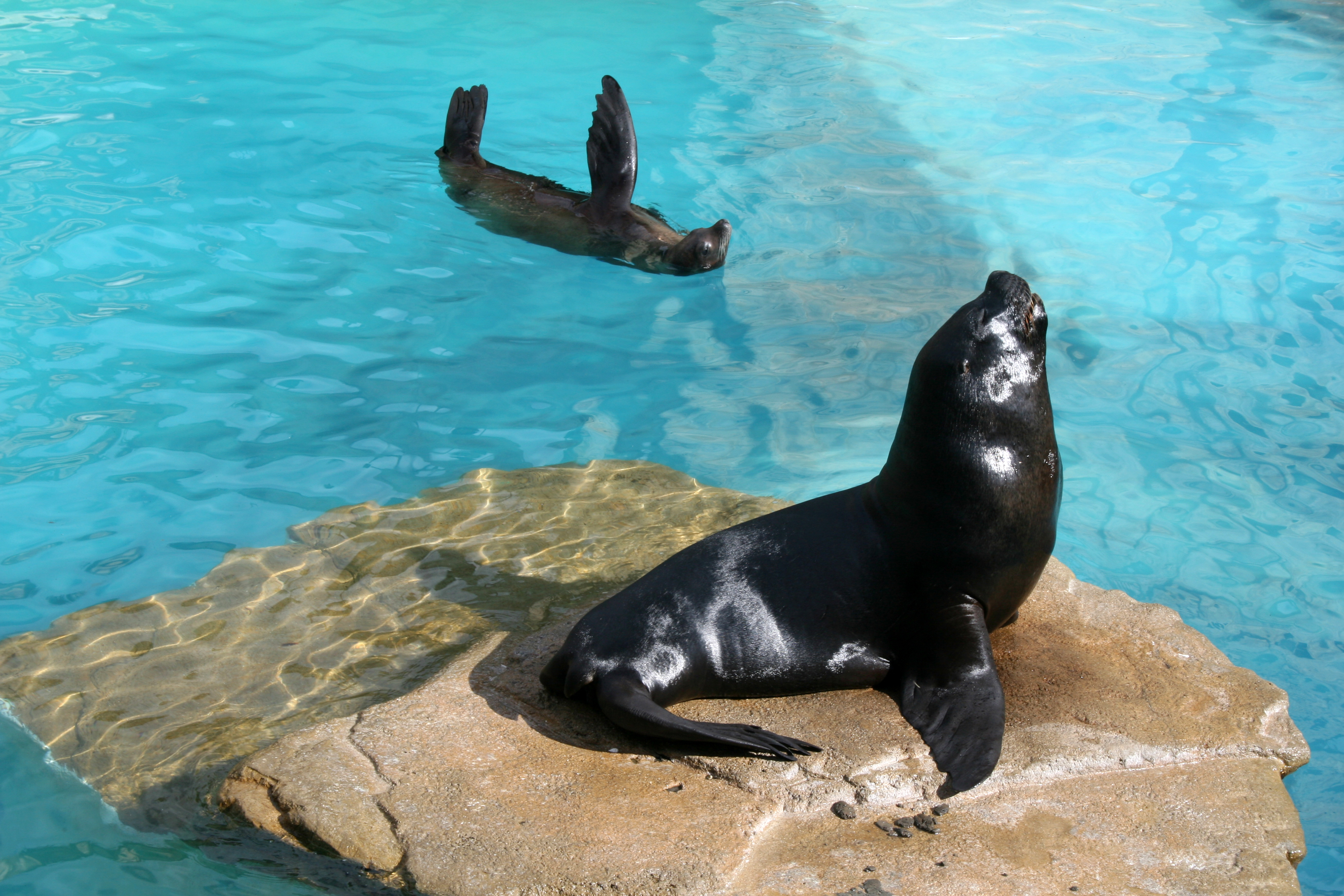 Cuáles son las diferencias entre las focas y los leones marinos? – Mundomar  Benidorm