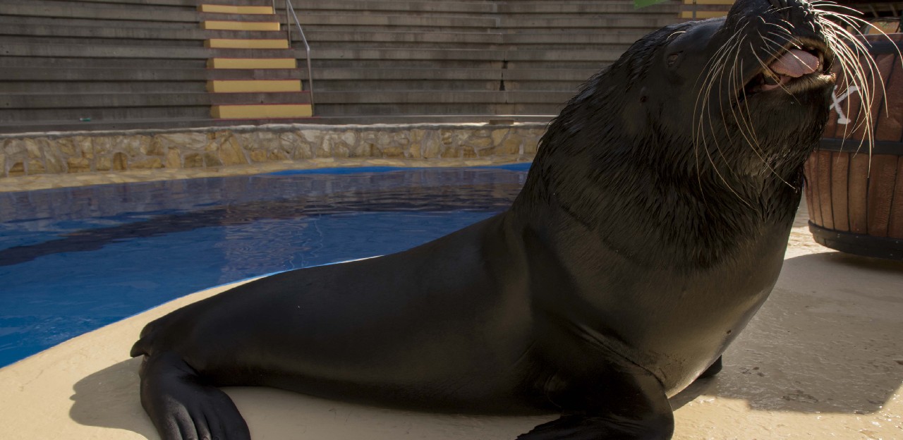 atagonian Sea Lion