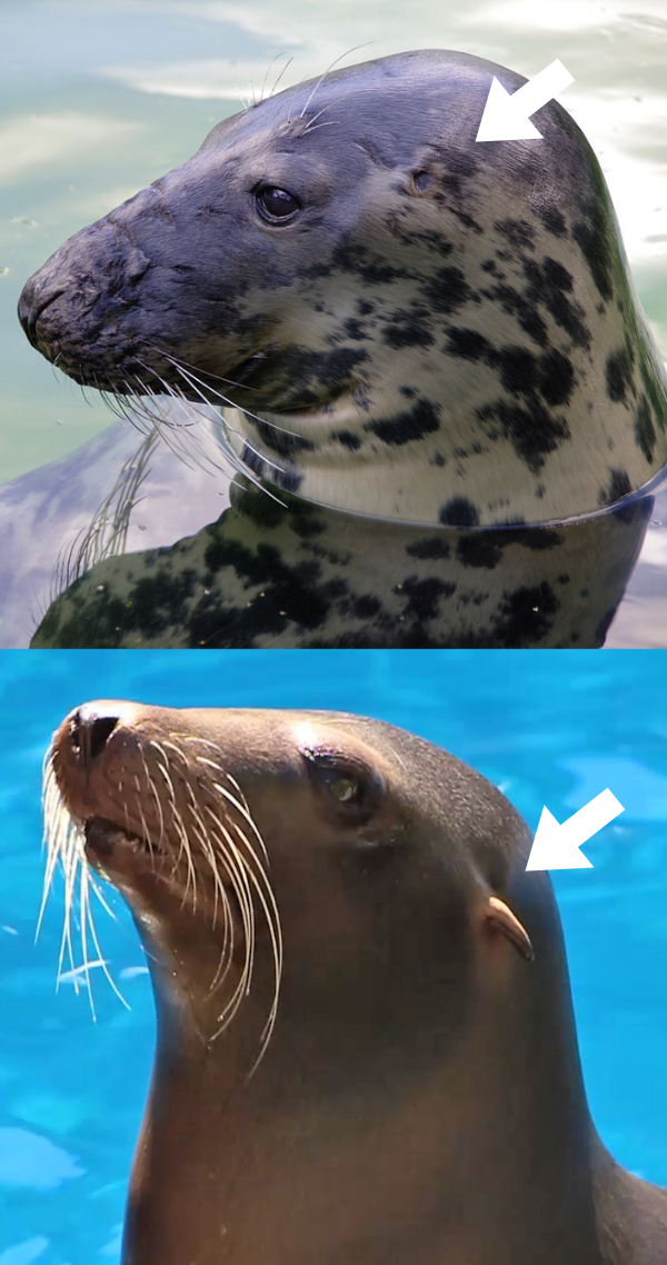 Detail of the ears in seal and sea lion