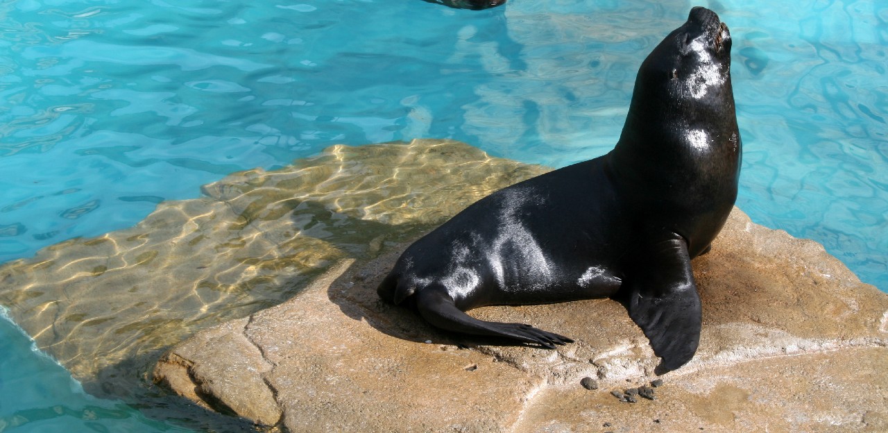What are the differences between seals and sea lions? - Mundomar