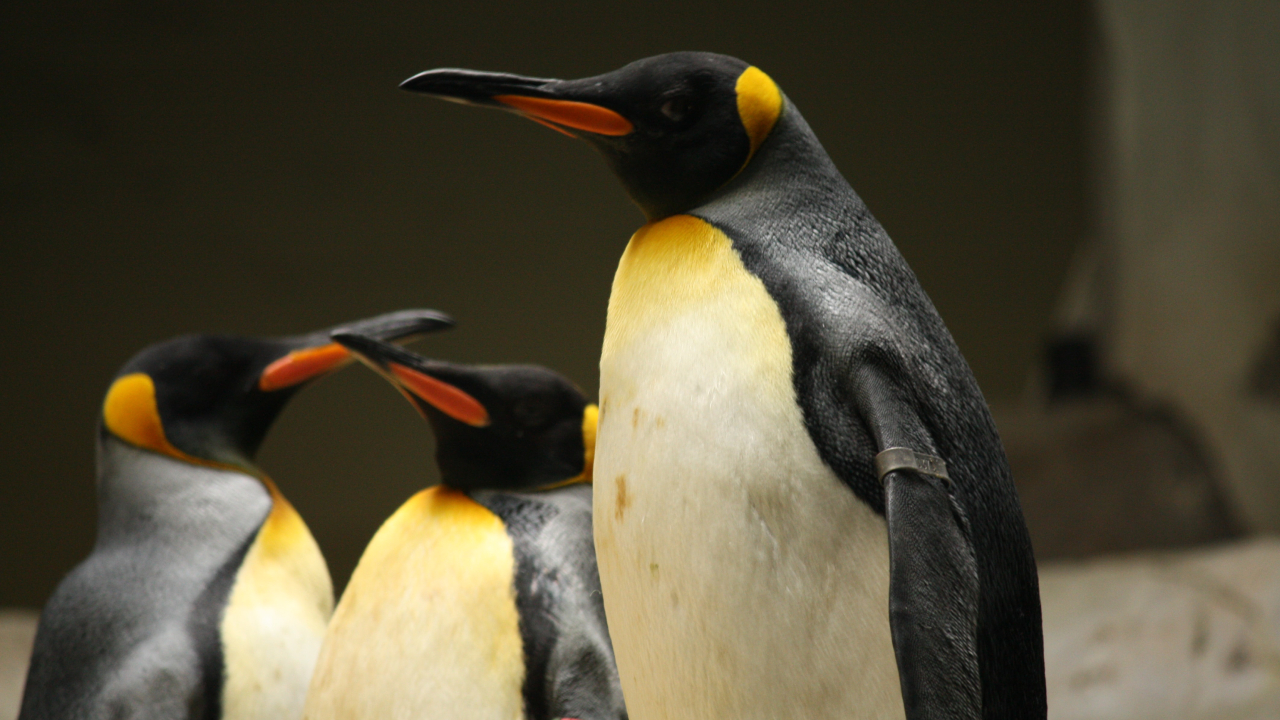 Aves en peligro de extinción – Mundomar Benidorm