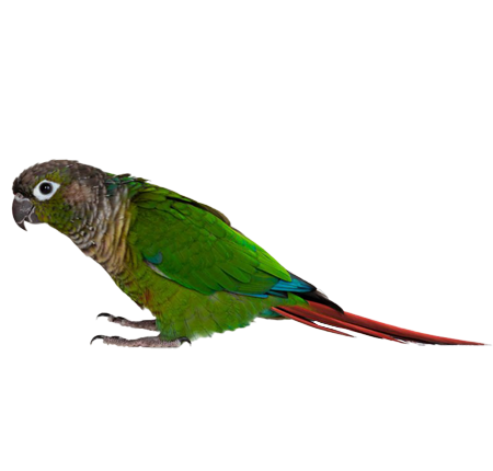 img_png