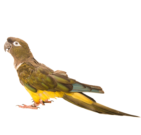 img_png