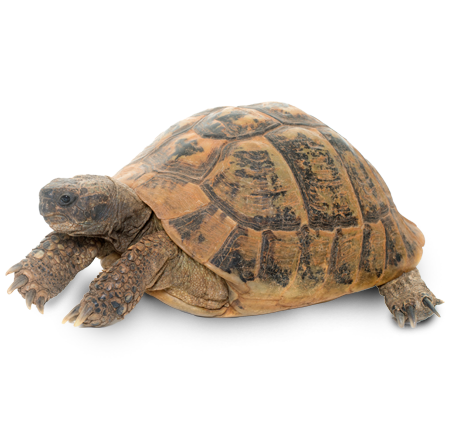 img_png