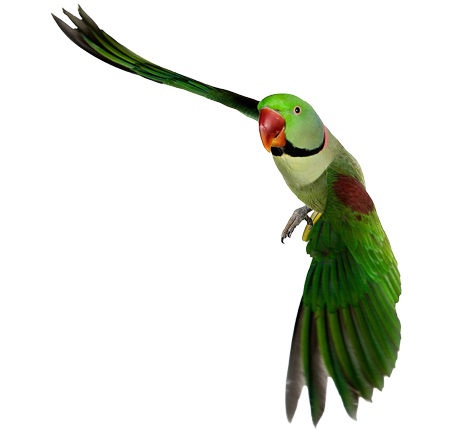 img_png