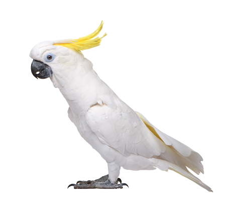 img_png