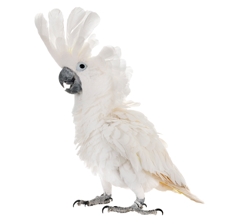 img_png