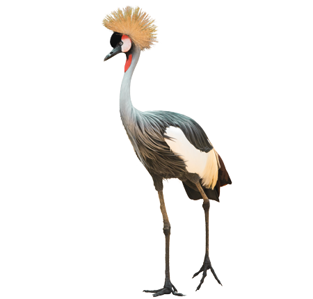 img_png